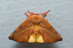 Oreta perobliquilinea