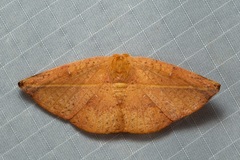 Oreta perobliquilinea