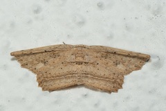 Phalacra columba