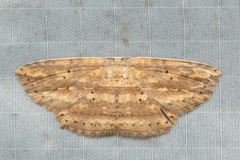 Phalacra