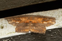 Pseuderosia cristata