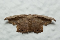 Pseuderosia cristata