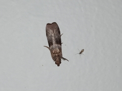 Calguia defiguralis