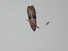 Calguia defiguralis