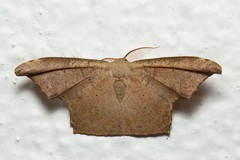 Strepsigonia robusta