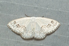 Teldenia specca
