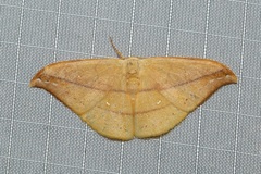 Tridrepana argentistriga