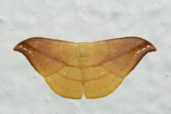 Tridrepana argentistriga