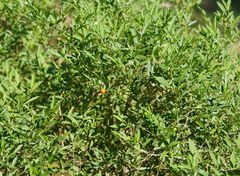 Solanum pseudocapsicum
