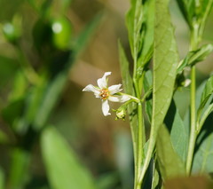 Solanum pseudocapsicum