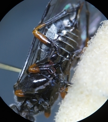 Dolerus puncticollis