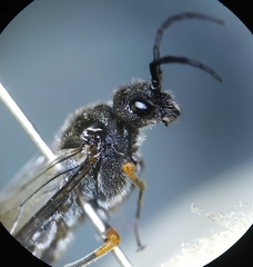 Dolerus puncticollis