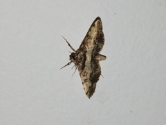Nacoleia amphicedalis