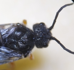 Dolerus puncticollis