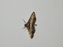 Nacoleia amphicedalis