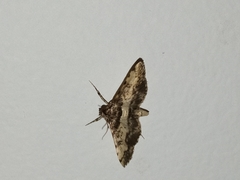 Nacoleia amphicedalis