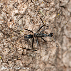 Leptomyrmex mjobergi