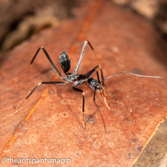Leptomyrmex mjobergi
