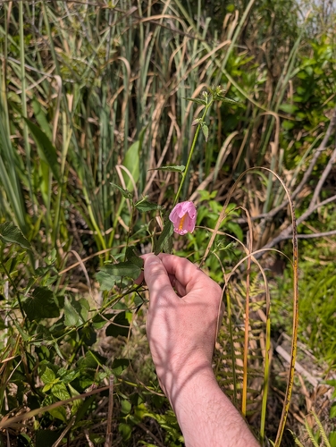 Saltmarsh mallow (Kosteletzkya pentacarpos)