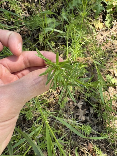 iNaturalist observation photo of catchweed bedstraw