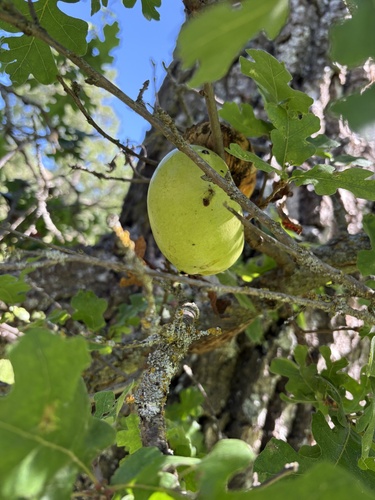iNaturalist observation photo of California Gall Wasp