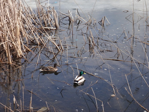 iNaturalist: (c) Марина Железникова, some rights reserved (CC BY-NC), uploaded by Марина Железникова iNaturalist image