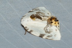 Sewa orbiferata