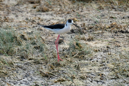 iNaturalist: (c) Pere Pujol Font, some rights reserved (CC BY-NC), uploaded by Pere Pujol Font iNaturalist image