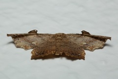 Pseuderosia cristata