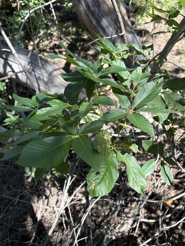 iNaturalist observation photo of California buckeye