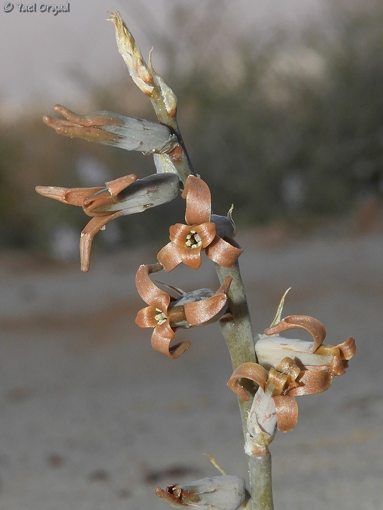 Brown Lily