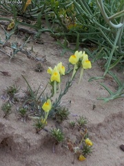 Linaria haelava
