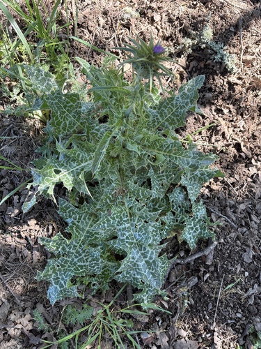 iNaturalist observation photo of milk thistle