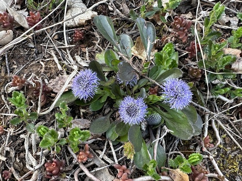 Common Globularia (Globularia bisnagarica)
