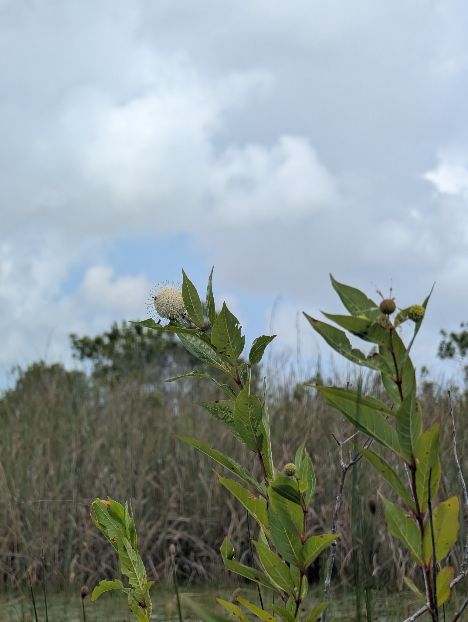 Common Buttonbush (Cephalanthus occidentalis)