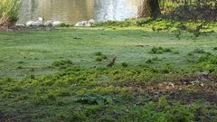 Picus sharpei