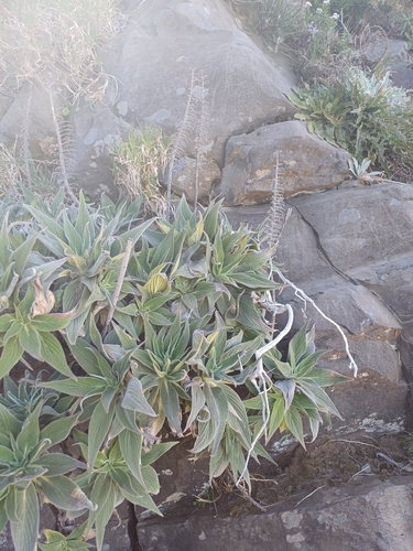 Pride of Madeira (Echium candicans)