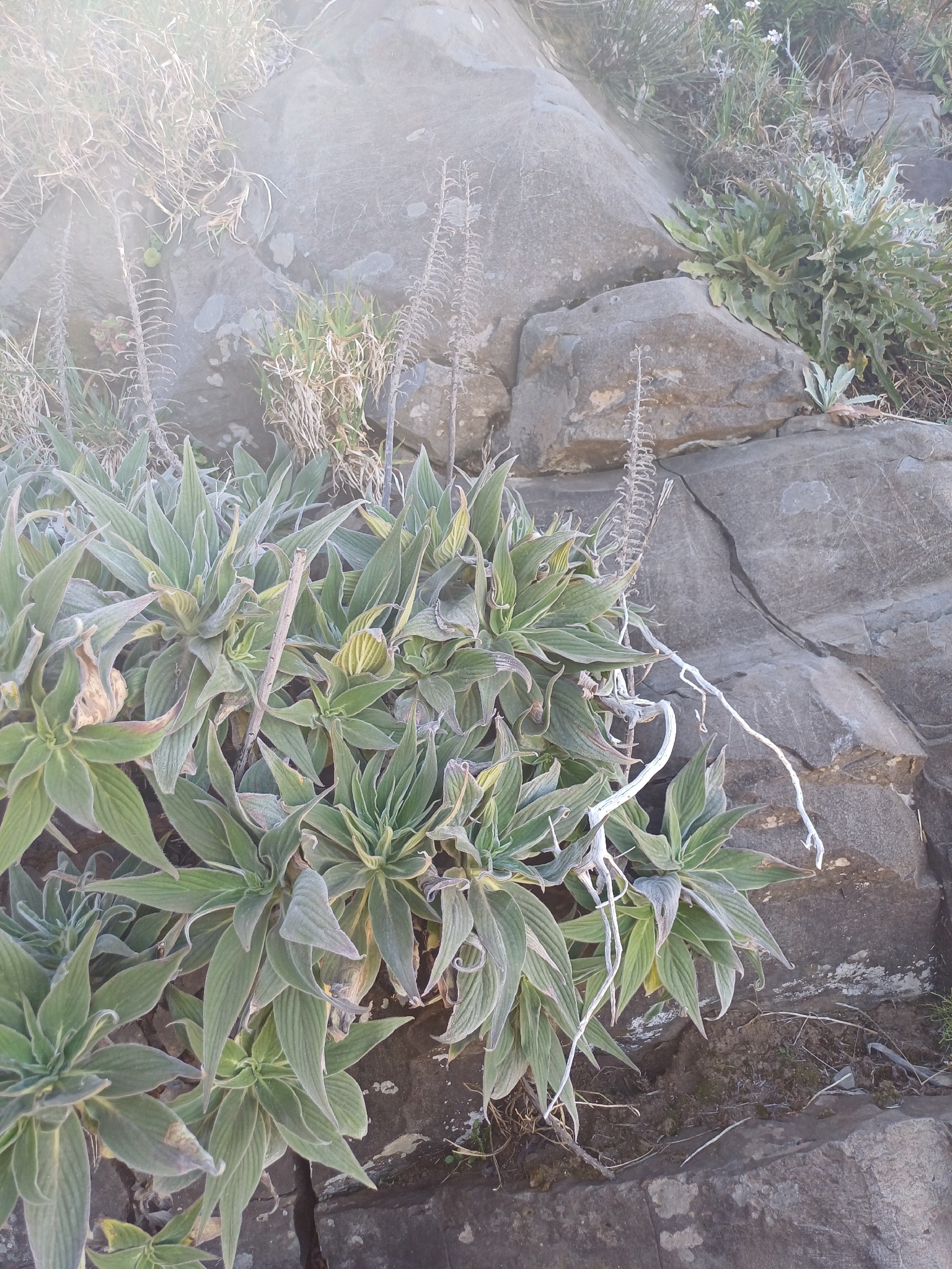 Pride Of Madeira (Echium candicans)