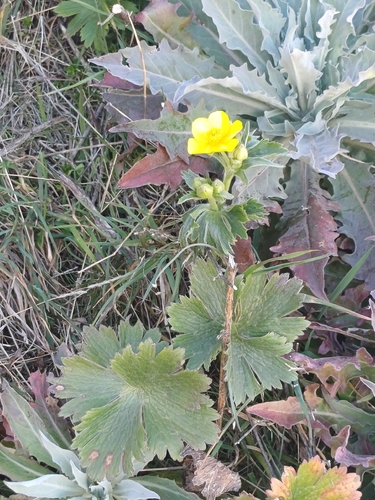 Canary Buttercup (Ranunculus cortusifolius)
