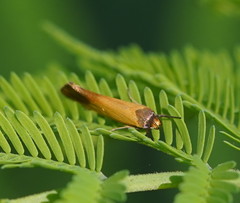 Delexocha ochrocausta