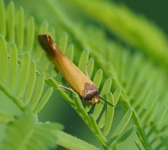 Delexocha ochrocausta