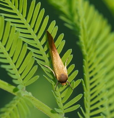 Delexocha ochrocausta