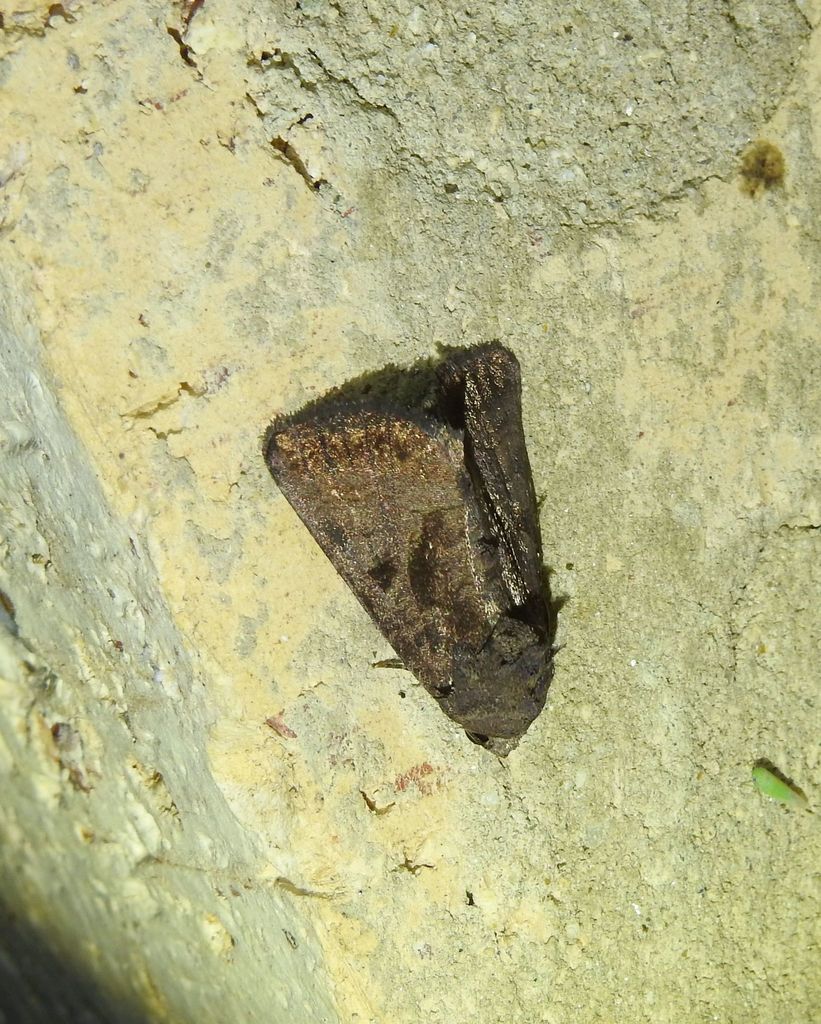 Aedia sericea