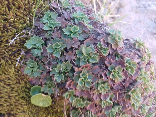 Madeira Saxifrage (Saxifraga maderensis)