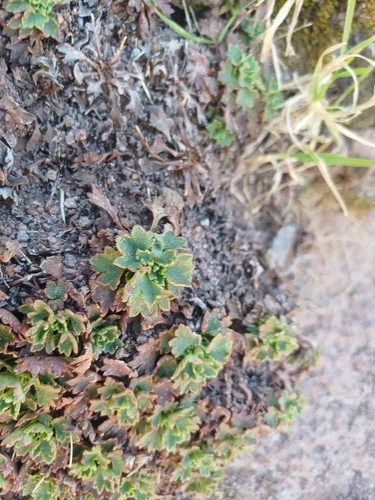 Saxifraga maderensis, photograph 1