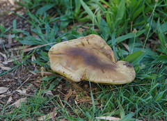 Phylloporus clelandii