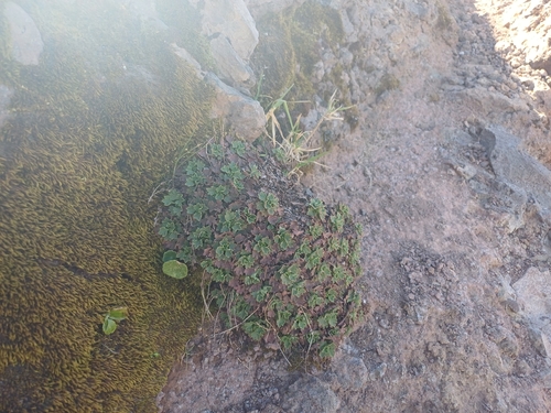Saxifraga maderensis, photograph 2