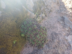 Saxifraga maderensis, photograph author not stated, no rights reserved
