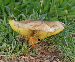 Phylloporus clelandii