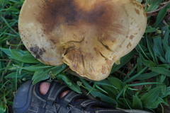 Phylloporus clelandii